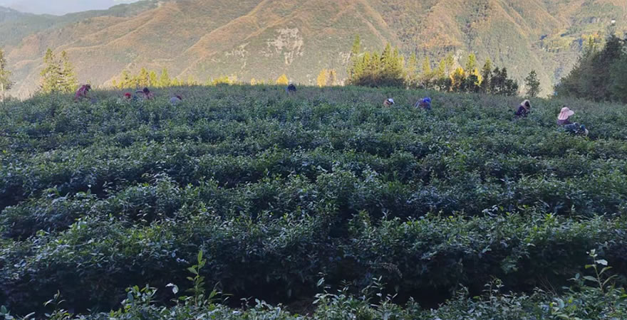 镇巴县君茗茶业有限责任公司