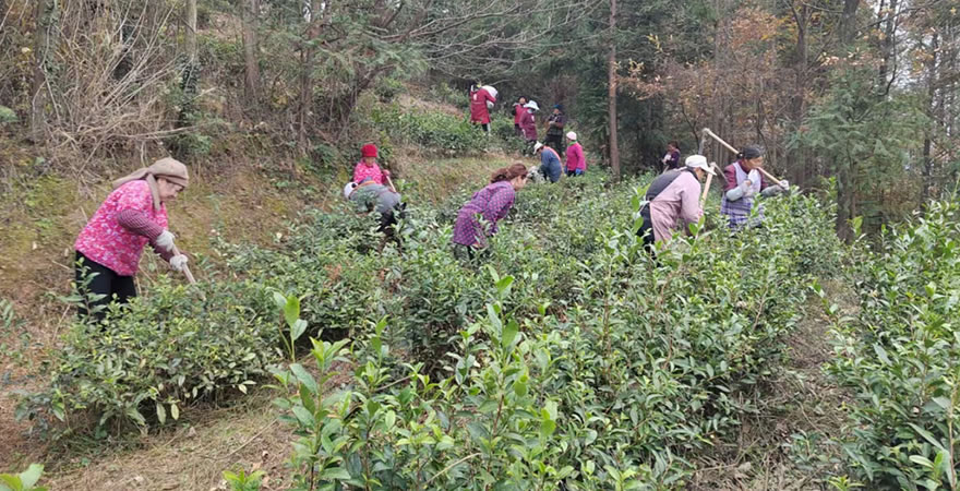 镇巴县君茗茶业有限责任公司