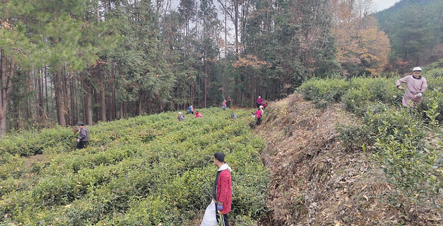 镇巴县君茗茶业有限责任公司