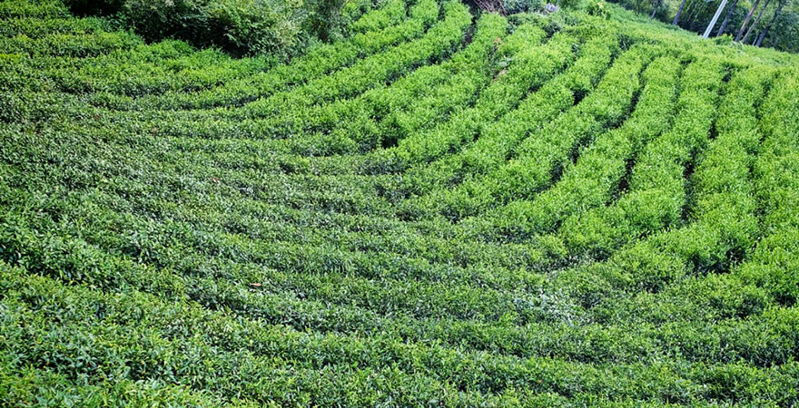 镇巴县君茗茶业有限责任公司