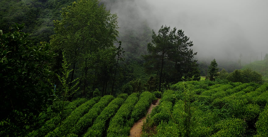 镇巴县君茗茶业有限责任公司
